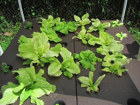 Lettuce in Aquaponics System