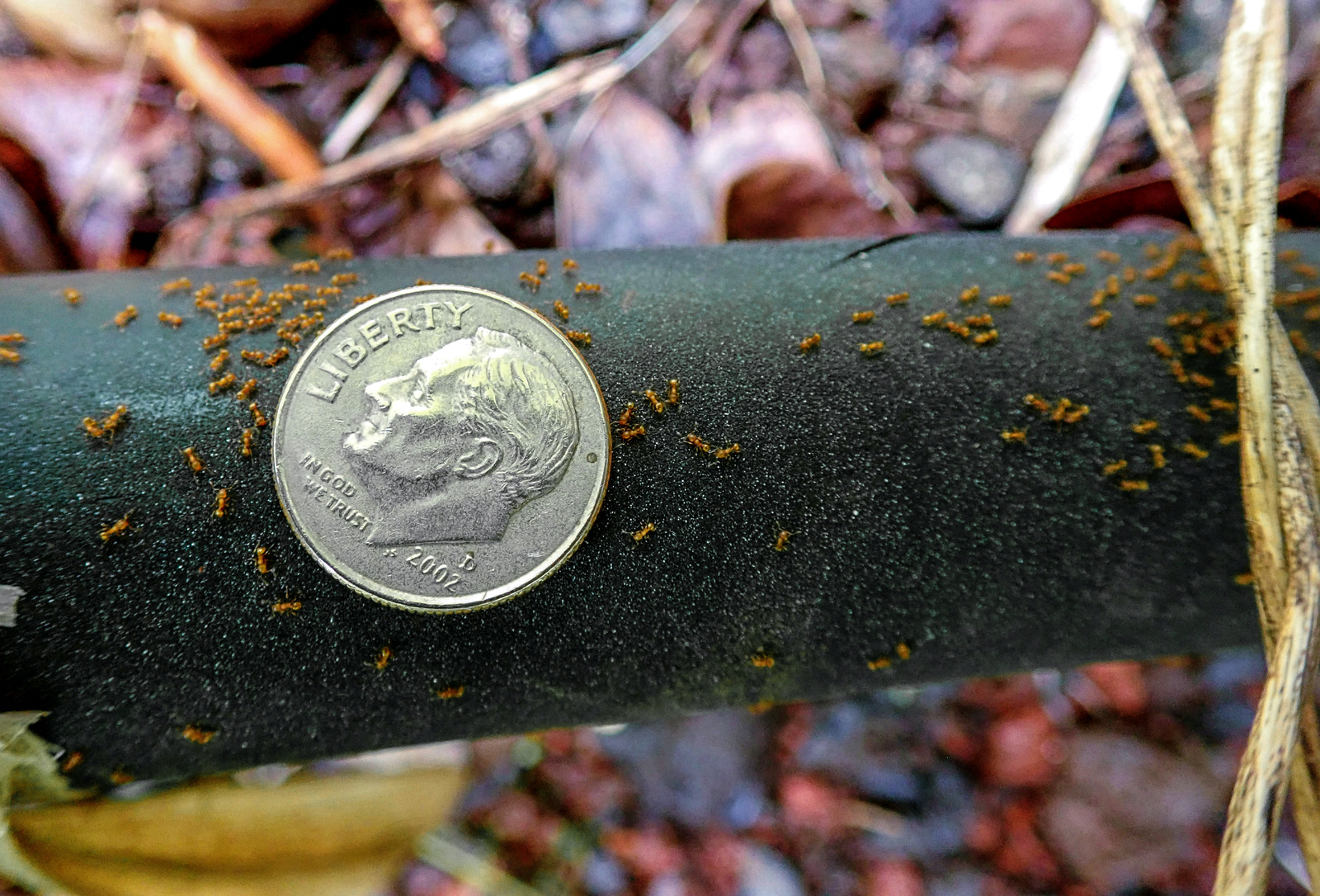 Little fire ant compared to a dime